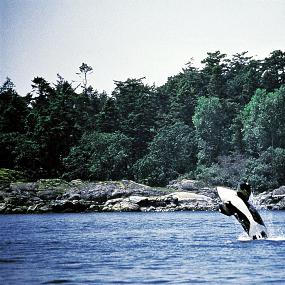 74)The Westin Bear Mountain Golf Resort &_ Spa, Victoria—Whale Watching 拍攝者.jpg