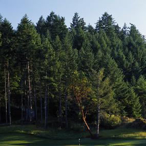 33)The Westin Bear Mountain Golf Resort &_ Spa, Victoria—Mountain Hole #12 拍攝者.jpg