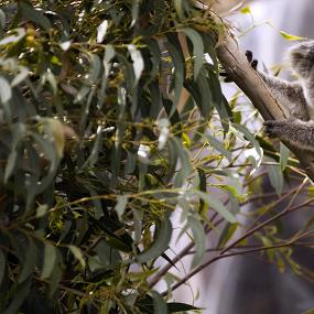 30)The Westin Sydney—Koala 拍攝者.jpg