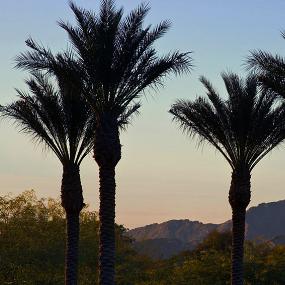 46)The Westin Kierland Resort &_ Spa—Palm Trees and Mountain 拍攝者.jpg