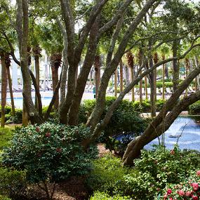 43)The Westin Hilton Head Island Resort &_ Spa—Carolina Garden and Koi Pond 拍攝者.jpg