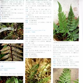 蕨类植物