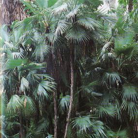 丛立刺棕榈，沼地棕.jpg